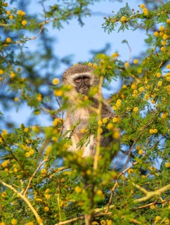 Southern vervet monkey (Chlorocebus pygerythrus) sitting in a flowering tree, eating yellow flowers