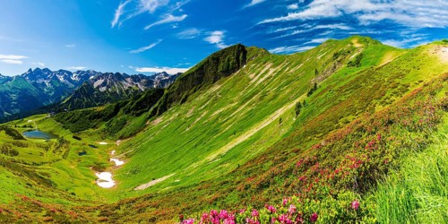 Alpine rose blossom (rhododendron) on the Fellhorn, 2038m, Allgaeu Alps, Bavaria, Germany, Europe