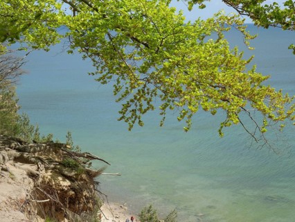A tree with dense green foliage towers over a calm, clear sea resting gently under a tranquil sky,