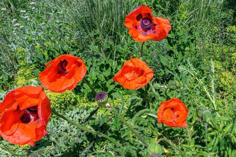 Oriental poppy (Papaver orientale), Allgaeu, Bavaria, Germany, Europe