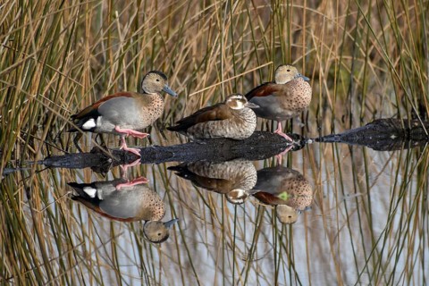 Ringed teals (Callonetta leucophrys) two males and one female, reflected in the lake Laguna de