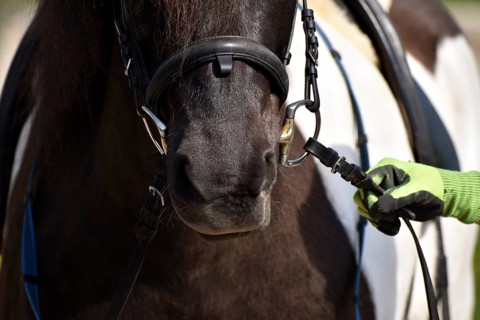 Detailed view of Icelandic horse and rider with horse's mouth, bit and bridle