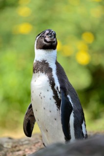 Close-up of a Humboldt penguin (Spheniscus humboldti) on a meadow in spring