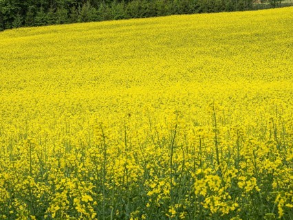 Rape field in bloom, near Riegersburg, Styria, Austria, Europe
