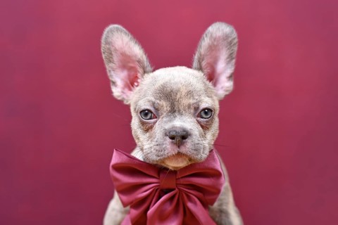 Portrait of young Lilac Brindle French Bulldog dog puppy with burgundy ribbon in front of studio