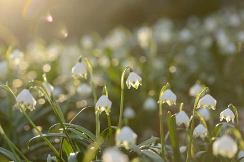 Spring Snowflake (Leucojum vernum) blossoms in a forest on a sunny evening in spring