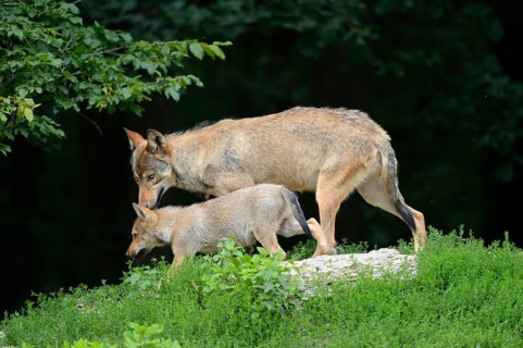 Algonquin wolf (Canis lupus lycaon) mother with puppy in a meadow, captive, Germany, Europe
