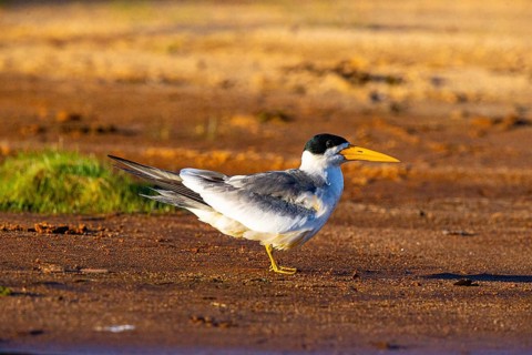 Large-billed Tern (Phaetusa simplex) Pantanal Brazil