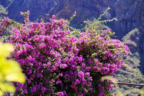 Mountain village Masca, Masca Gorge, Montana Teno Mountains, Tenerife, Canary Islands, Spain,