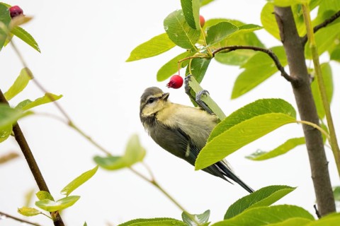 A young blue tit (Cyanistes caeruleus, Parus caeruleus) hangs on a leaf of the snowy mespilus