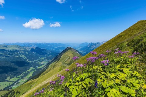 Alpendostyles (Adenostyles) and aconite (Aconitum napellus), on the Wildengundkopf, 2238m, Allgaeu