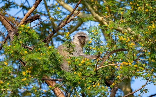 Southern vervet monkey (Chlorocebus pygerythrus) sitting in a flowering tree, eating yellow flowers