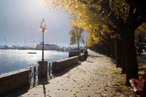 Beautiful Walkway on the Waterfront to Lake Maggiore in Autumn with Yellow Trees in a Sunny Day