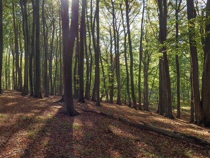 Sunlight floods deciduous forest with long shadows, the autumnal ambience emphasises the beauty of