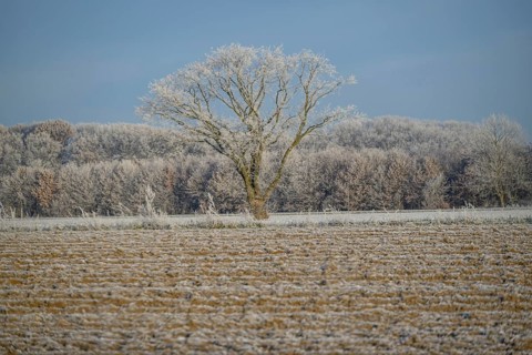 A single tree on a frozen field in front of a forest in a frosty winter landscape, Frosty winter
