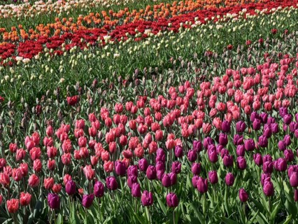 A huge field with colourful tulips in different rows of red, orange, pink and white, many