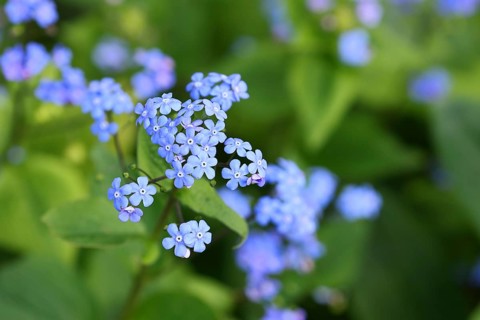 Water forget-me-not (Myosotis palustris), true forget-me-not in bloom in spring, Wulnsdorf, North