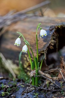 Close-up of spring snowflake (Leucojum vernum) blooming in spring, Bavaria, Germany, Europe
