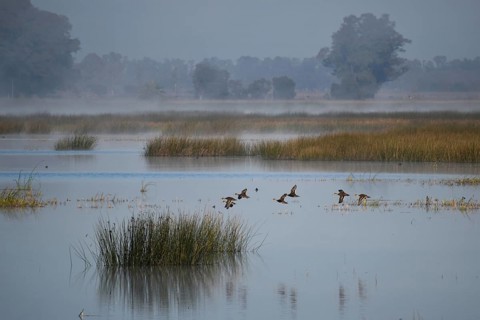 A group of brown-headed ducks (Anas flavirostris) flying over the lake Laguna de Navarro, Buenos