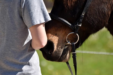 Detailed view of Icelandic horse and rider with horse's mouth, bit and bridle