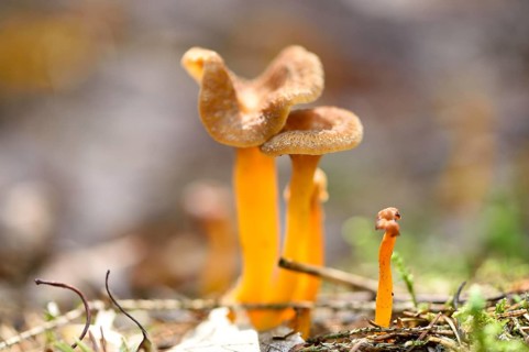 Close-up of a Yellowfoot (Craterellus tubaeformis) in forest in autumn