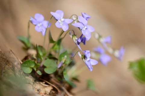 Close-up of common dog-violet (Viola riviniana) blossoms in spring