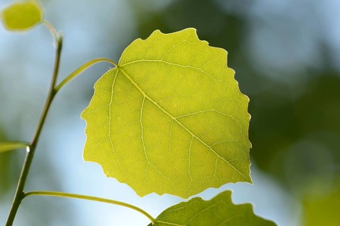 Close-op of European aspen (populus tremula) leafes in a forest in spring