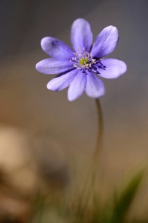 Close-up of a Common Hepatica (Anemone hepatica) blossom in a forest on a sunny evening in spring