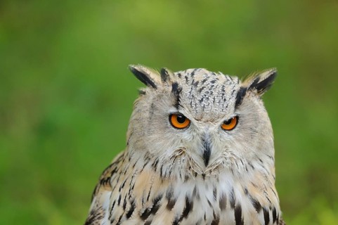 Owl (Bubo bubo sibiricus) portrait on a meadow, captive