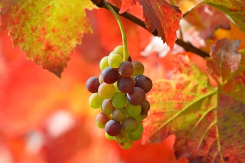 Vine, grapevine, branch with grape umbel and red vine leaves in sunlight, Moselle,