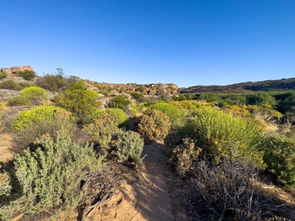 Hiking trail Sevilla Art Rock Trail, dry landscape with green bushes, Cederberg Mountains, near