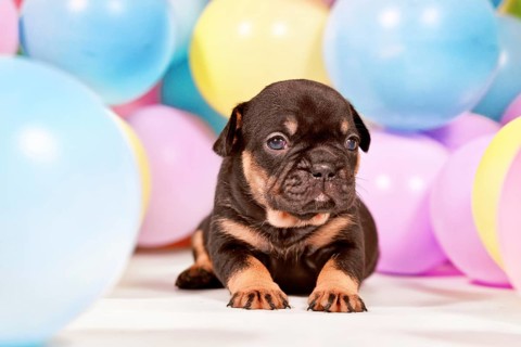 Cute tan French Bulldog dog puppy between colorful balloons