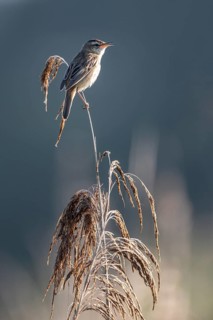 Sedge warbler (Acrocephalus schoenobaenus), Lower Saxony, Germany, Europe