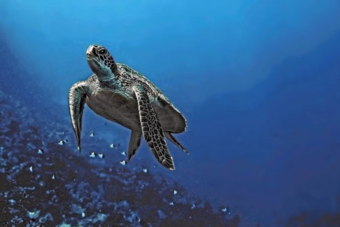 Green turtle, green turtle (Chelonia mydas), Wakatobi Dive Resort, Sulawesi, Indonesia, Asia