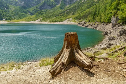 Tree stump at a lake with surrounding mountains in a natural green landscape, turquoise green
