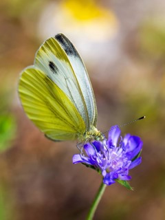 Large White, Pieris brassicae, butterfly on pink flower