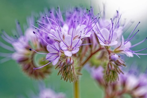 Close-up of purple flowers with prominent stamens and blurred green background, lacy phacelia