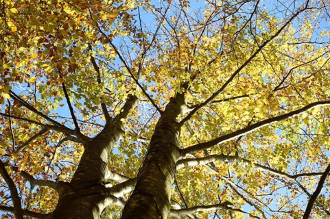 European beech or common beech (Fagus sylvatica) tree in autumn, Bavaria, Germany, Europe