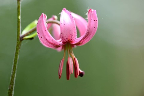 Close-up of a Martagon or Turk's cap lily (Lilium martagon) in a forest in spring
