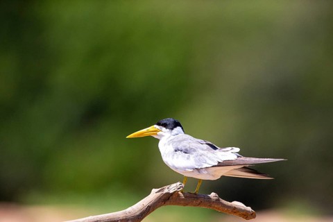 Large-billed Tern (Phaetusa simplex) Pantanal Brazil