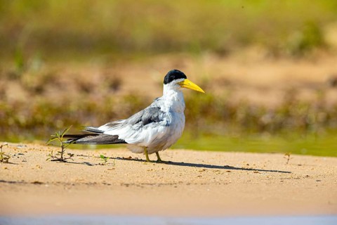 Large-billed Tern (Phaetusa simplex) Pantanal Brazil