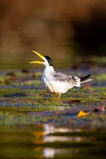 Large-billed Tern (Phaetusa simplex) Pantanal Brazil