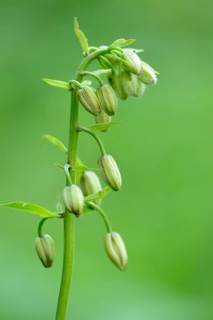 Close-up of Martagon or Turk's cap lily (Lilium martagon) blossom buds in a meadow in spring