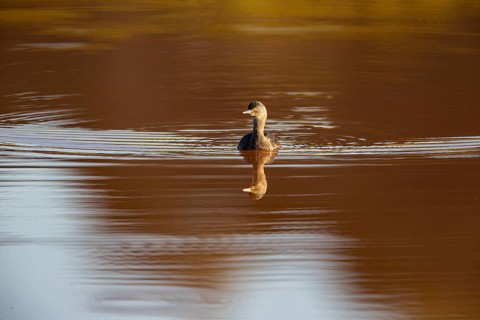 Least grebe (Tachybaptus dominicus) Pantanal Brazil