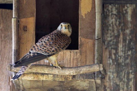 Common kestrel (Falco tinnunculus), female in front of the entrance of the breeding box, Small