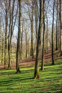 Beech forest (Fagus sylvatica) in the springtime in Fyledalen, Tomelilla community, Skane county,