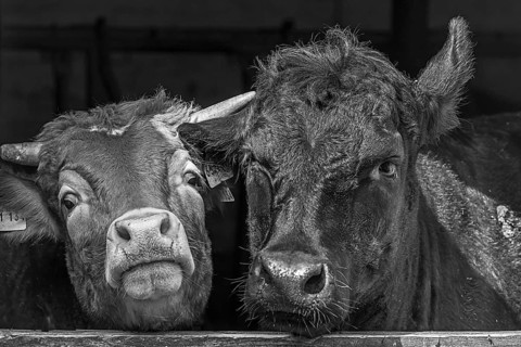 A Limousin and an Angus cattle look out of the stable door, Franconia, Bavaria, Germany, Europe