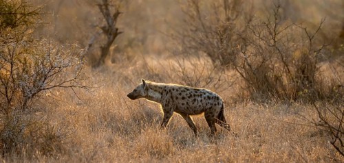 Spotted hyenas (Crocuta crocuta), in the morning light in dry grass, Kruger National Park, South