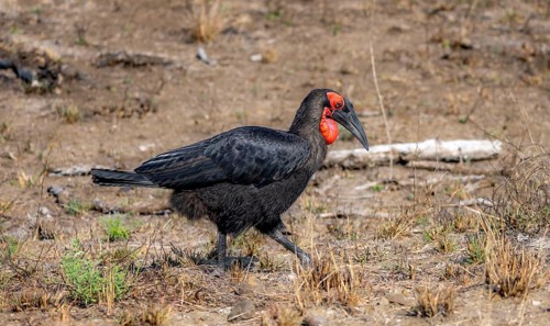 Red-faced hornbill or southern ground hornbill (Bucorvus leadbeateri) (Bucorvus cafer), foraging,