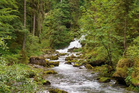 A rushing river with a small waterfall, surrounded by dense forest and rocks, wild mountain stream